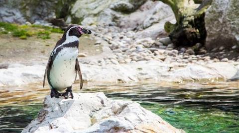 Milyon Dolarlık Projeye "Penguen" İptali