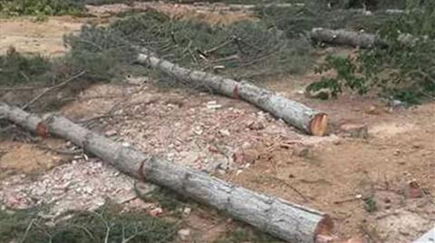 'Her Yıl Milyonlarca Ağaç Dikiyoruz. Üç Beş Ağacı Düşünmeyiz'