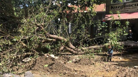 Asırlık Ihlamur Ağacı Plansız Çalışma Kurbanı