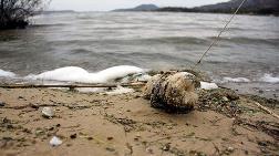 Bafra Gölü Kuraklık ve Kirlilik Tehdidi Altında