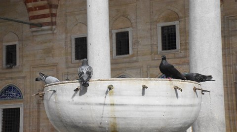 Edirne Camilerindeki Kuş Konmazlar Kaldırılıyor