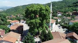 1226 Yaşındaki Çınar Ağacı, Koruma Altında