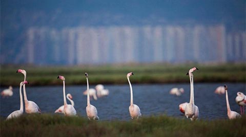 İzmir Körfez Geçiş Projesi İptal Edildi; Flamingolar Kurtuldu