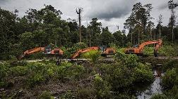 Palm Yağı İçin İstanbul Büyüklüğünde Yağmur Ormanı Yok Edildi