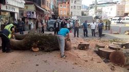 Asırlık Çınarı Kestiren Başkanın Savunması: "Parkta Olsa Korurduk, AVM'ye Yakındı"