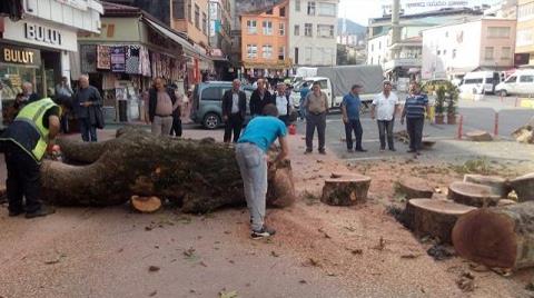 Asırlık Çınarı Kestiren Başkanın Savunması: "Parkta Olsa Korurduk, AVM'ye Yakındı"