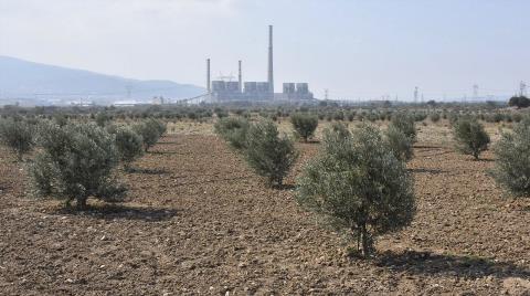 Yırca’da Yeniden Oluşturulan Zeytinlikte İlk Hasat