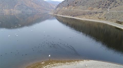 Enerji Üretimi İçin Kurulmuştu, Yeni Kuş Cenneti Oldu