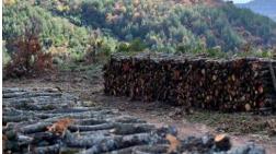 Kaz Dağları'nda Ağaç Katliamı