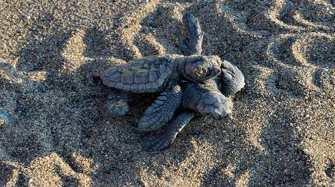 Caretta Carettaların Yumurtlama Alanında Yapılacak Festival Meclis Gündeminde