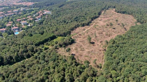 Tarım ve Orman Bakanlığı’ndan “Kesilmiş Ağaçlar”a Dair Açıklama