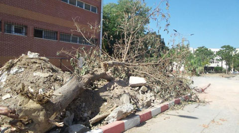 Ege Üniversitesi'nde Ağaç Kesimine Tepki