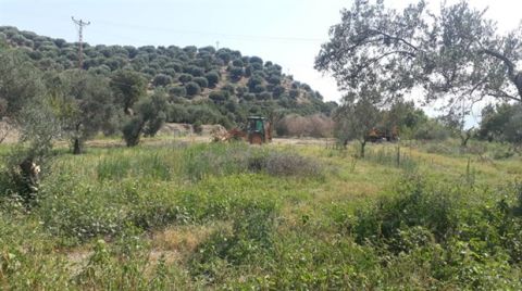 Değirmendere'de JES Şirketi Zeytin Ağaçlarını Kimyasalla Kurutmuş