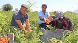 JES ve Siyanür Tarım Arazilerini Vuruyor