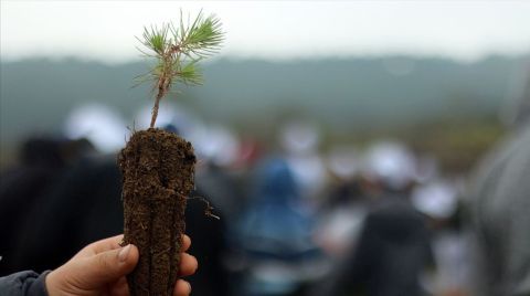 Fidan Dikimi Rekoru için Geri Sayım