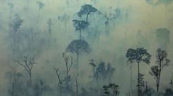 Amazonlardaki Ormansızlaşma En Yüksek Seviyesinde