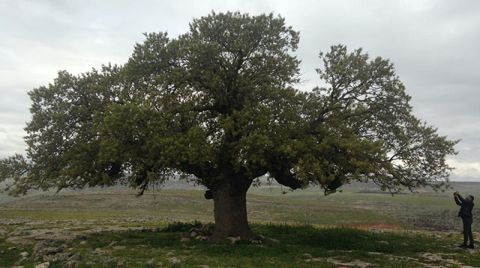 250 Yıllık Meşe Ağacına Koruma Kararı