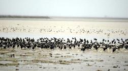  UNESCO için Kuş Cennetinin Biyoçeşitliliği Çıkarılıyor