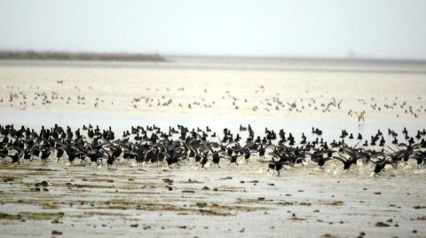 UNESCO için Kuş Cennetinin Biyoçeşitliliği Çıkarılıyor