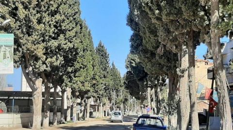 Manisa’da Selvilerin Kesilmesine Çevrecilerden Tepki