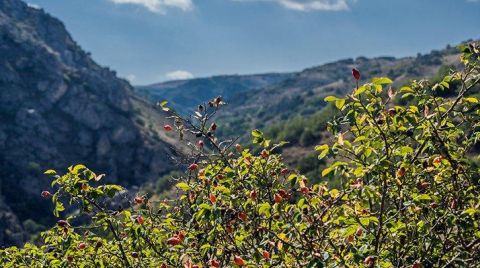 14 Milyon Metrekarelik Alan “Yayla Alanı” Olmaktan Çıkarıldı