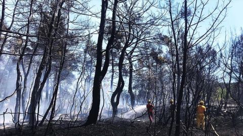 İhmaller Sonucu Geçen Yıl 6 Bin 500 Hektar Orman Kül Oldu