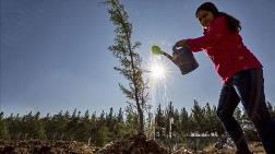 Ormanların Gençleştirilmesine Yaklaşık 300 Milyon Lira Harcandı