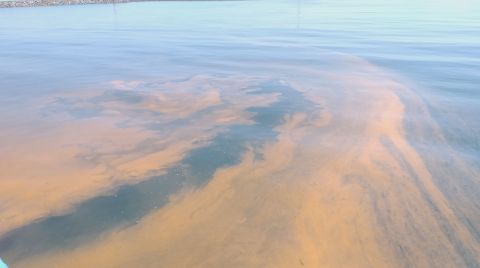 Marmara Denizinde Plankton İstilası