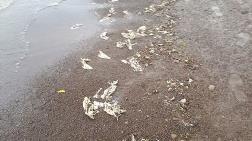 Süphan Gölü'nde Tedirgin Eden Balık Ölümleri