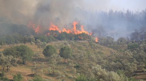 Muğla'da Çıkan Orman Yangını Kontrol Altına Alındı