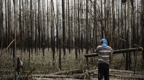Salgın Döneminde Orman Katliamı Yüzde 150 Arttı