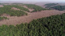 Ormanların Sağlığına 902 Noktadan Yakın Takip