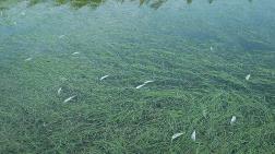 Andırın'da Toplu Balık Ölümleri Endişe Yarattı
