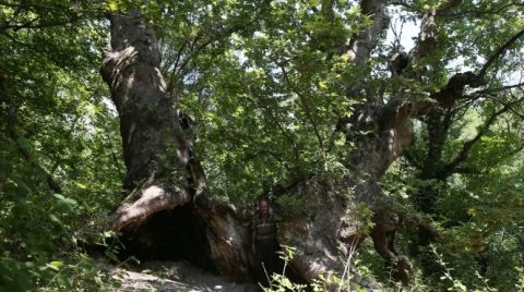 700 Yıllık Çınarı Yaktılar