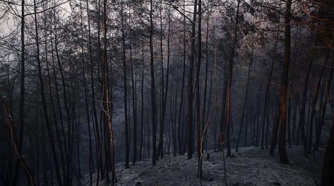 Adana'daki Yangınında Zarar Gören Alan Ağaçlandırılacak