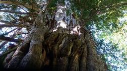 Artvin'de 1200 Yıllık Ağaç Koruma Altına Alındı