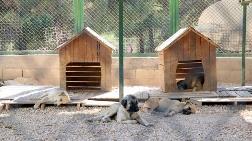 Gaziantep'e Sokak Hayvanları için Rehabilitasyon Merkezi