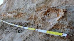 Edirne'de 8 Milyon Yıllık Mamut Fosilleri Bulundu
