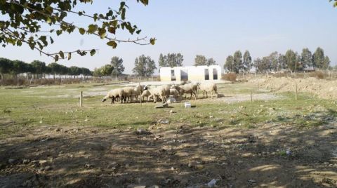 Rehabilitasyon Merkezi Olacaktı, Koyunlar Otluyor