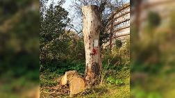 Validebağ’da Anıt Ağaçlar Tehlikede