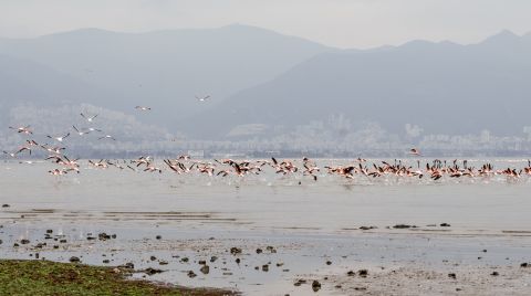 UNESCO Adayı Gediz Deltası için Birliktelik
