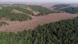 Ormancılık Örgütlerinden Çağrı: “Ya Koruyacağız Ya Yok Olacağız”