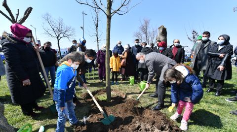 Üsküdar’da Gece Kesilen Ağaçların Yerine Yenileri Dikildi