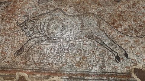 Gaziantep'te Bahçede Bulunan Mozaikler Müzeye Taşınıyor