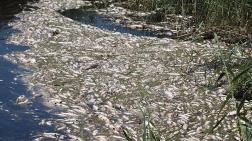 Büyük Menderes’te Toplu Balık Ölümleri