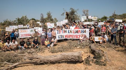 Seferihisar'da JES Şirketi Zeytin Ağaçlarını Kesiyor