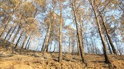 Yanan Ormanlar için 'Doğal Yenilenme' Önerisi