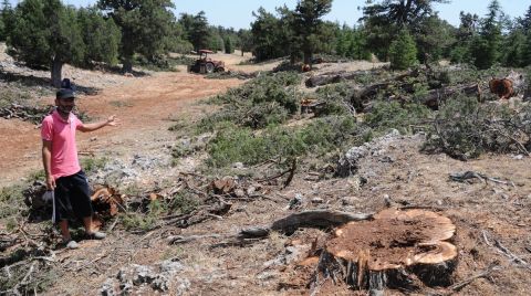 Mersin’deki Ağaç Kesimi Tepki Çekiyor