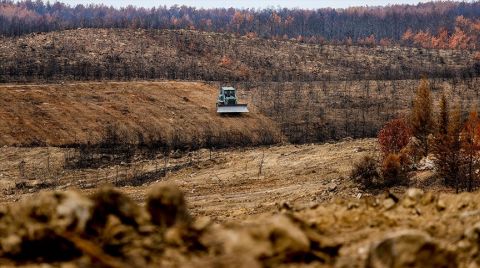Antalya'da Yanan Ormanlar 100 Milyon Fidanla Yeşerecek