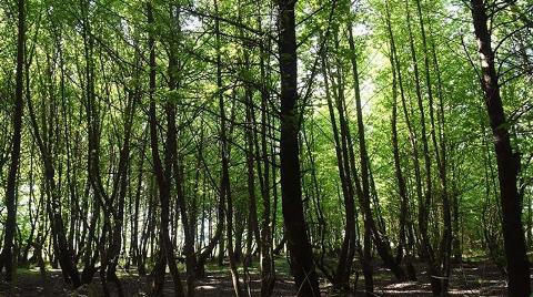 Muğla’da Orman Kalmayacak